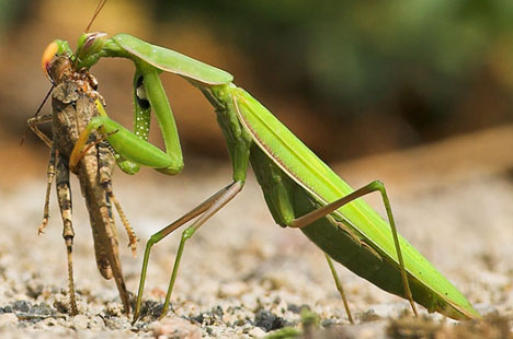 praying-mantis-cannabilism-eating-mate1.jpg